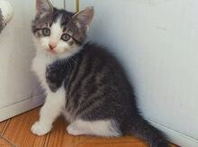 Котенок в добрые руки