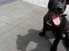 Pitbul balası