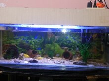 Akvarium