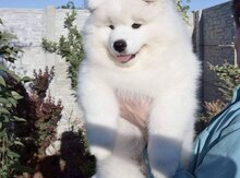 Самоедская собака