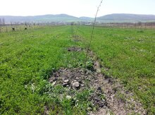 1033 sot torpaq sahəsi, Quba r.