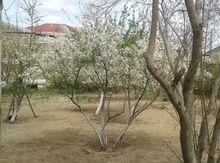 3.5 sot torpaq sahəsi, Maştağa qəs.