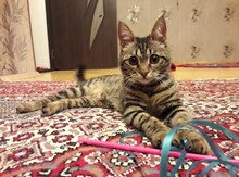 Cütləşdirmək üçün Bengal