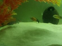 "Tropheus bemba" balığı