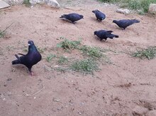 Göyərçinlər