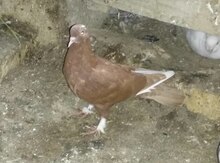 Göyərçin