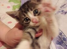 Котенок в добрые руки