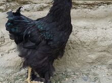 Brama beçəsi