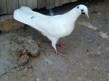 Göyərçin