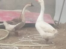 Qaz balaları