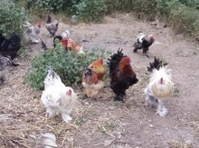 Brama yumurtaları