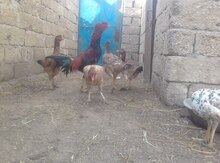 Yumurtalar