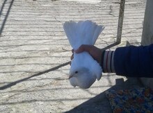 Göyərçin