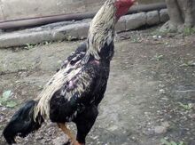 Heyrati