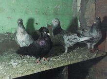 Göyərçin