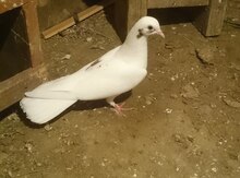 Göyərçin