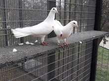 Göyərçin