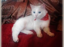 Отдам в добрые руки
