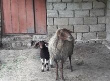 Qoyun və quzu