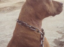 Pitbul