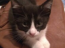 Котенок (в добрые руки)