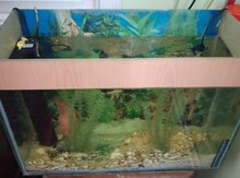 Akvarium və balıqlar