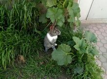 Ev dovşanı