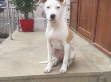 Pitbul