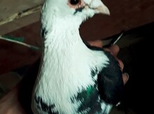 Göyərçin