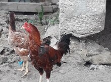 Heyratı