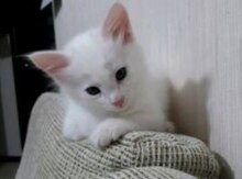 Pişik