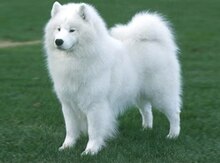 Samoyed iti
