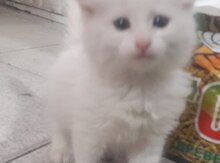 Türk anqoru