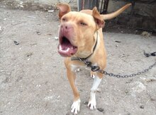 Pitbul