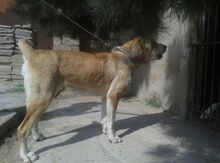 Alabay