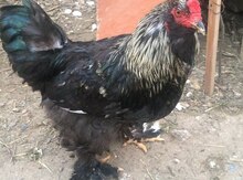 Brama toyuqları