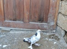 Göyərçin