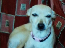 Toy Terrier