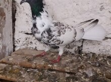 Göyərçin