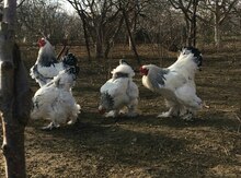 Brama yumurtaları
