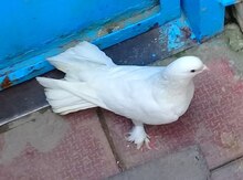 Göyərçin