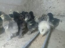 Brama cücələri