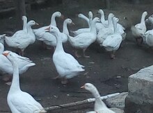 Qaz balaları