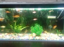 Akvarium və balıqlar