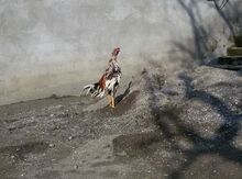 Heyratı