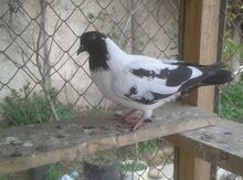 Göyərçin