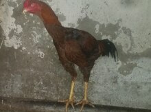 Heyratı xoruz