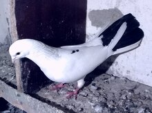 Göyərçin