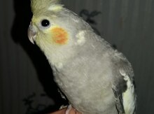 Tutuquşu
