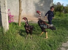 Heyratı xoruz